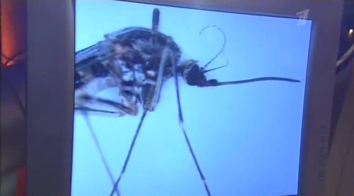 Илья Соколов о хоботке малярийного комара