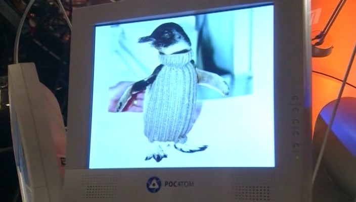 Игорь Голубев о жилетках для пингвинов